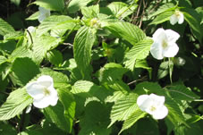 松尾大社の奧の庭園に咲いていた珍しい白い山吹の花。