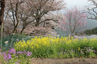 参道売店のお庭「菜の花と桜」