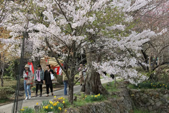 古木の山桜のトンネル