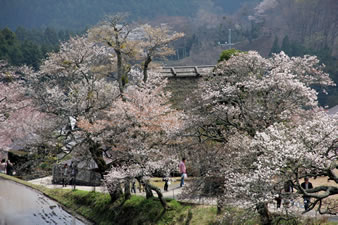 かやぶき屋根と棚田（桜の期間中は、棚田に水を張り桜が写りこむように演出しているそうです。）