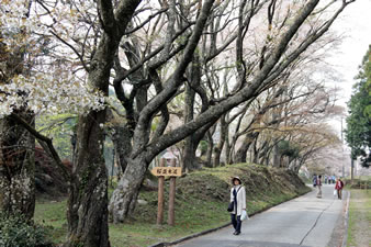 真福院への参道「桜の並木路」