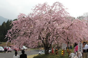 駐車場の枝垂れ桜