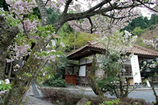 三徳桜と参詣受付事務所