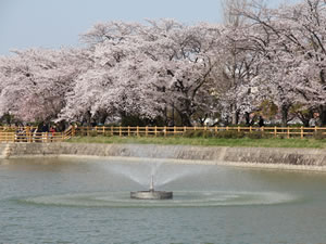 八条ヶ池の周回は約１km、東側は桜並木となっています.
          「2011.4.12 撮影」