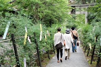 参詣者は献句の短冊を萩の枝に自由に吊るすことができます。