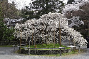一重のしだれ桜で、花が沢山の目のように見えることから「千眼桜」と名付けられた、開花してから3日ほどで散ってしまいます。