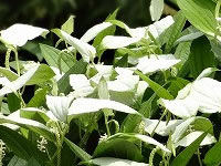 夏至から11日目の半夏生の頃に葉が白くなる半夏生（片白草 ）が群生します。