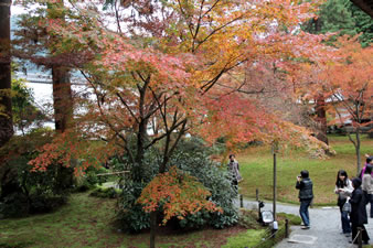 境内は紅葉に彩られる庭の一角に往生極楽院