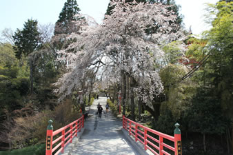 社家川に架かった朱色の極楽橋と枝垂れ桜