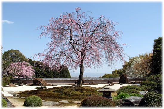 紅枝垂桜が白砂に爛漫と咲き、京の街と東山連峰がかすむ