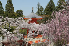 満開の紅枝垂桜と多宝塔