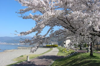 諏訪湖畔公園の桜並木