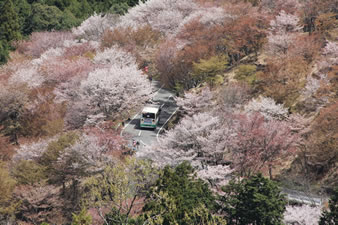桜のトンネルを中千本行きのシャトルバスが走る。
