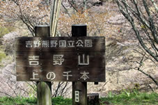 吉野熊野国立公園「吉野山・上の千本」