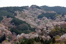  吉水神社の境内から望む一目千本の絶景