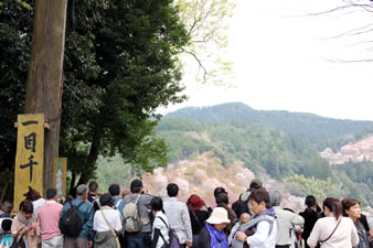  吉水神社の境内から望む一目千本の絶景