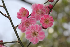 淡いピンク色の梅