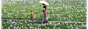本薬師寺址「ホテイアオイ」 本薬師寺址「ホテイアオイ」