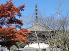 根来寺の紅葉