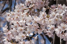 枝垂れ桜は満開