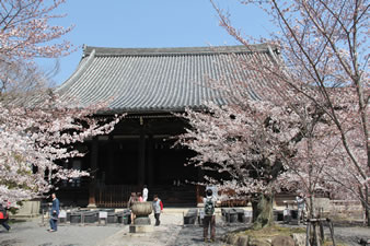本堂前の多くの桜の木が開花。