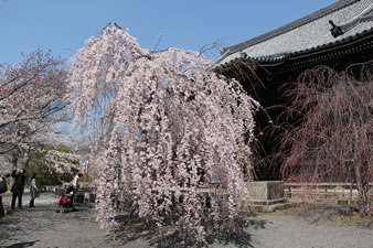 本堂前の枝垂れ桜が満開。