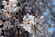 阿亀（おかめ）桜の花びら