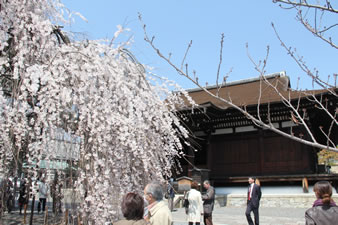 阿亀（おかめ）桜と本堂