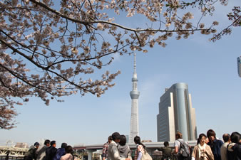 桜越しに、高さ634m世界一の東京スカイツリー