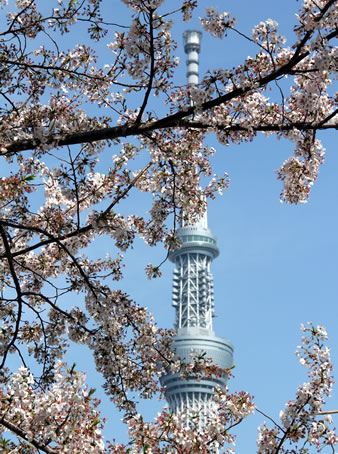 東京スカイツリーと満開の桜