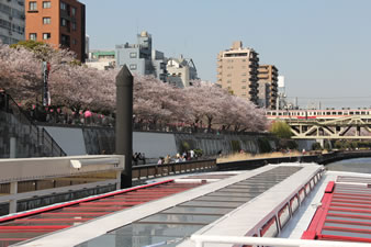 船上から見る、満開の隅田公園の桜