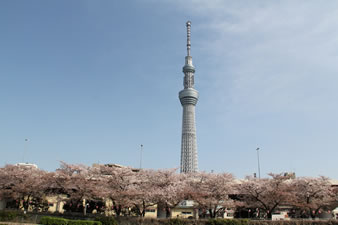 桜が満開の隅田川堤と東京スカイツリー