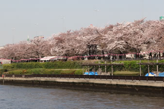隅田川沿いに咲く約1,000本の桜を船上から鑑賞