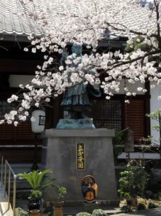 境内の桜は、本堂の前に立っている日蓮像を囲むように植えられています。