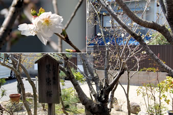 墨染寺で最も有名な遅咲きの桜、三代目の墨染桜です。