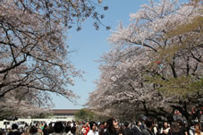 上野恩賜公園の桜（ソメイヨシノ）