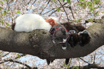 桜の木の枝に、親子の猫がお昼ね…