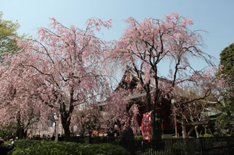 清水観音堂「秋色桜」八重紅枝垂れ
