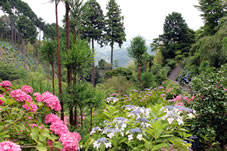 京都市街が一望できる高台の斜面に、青・白・ピンクなど、20種約１万株ものあじさいが咲いています。