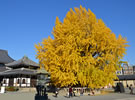 西本願寺の大銀杏