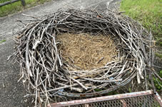 「コウノトリの巣」大きさは直径が2m近く、巣の中央部には枯れ草を敷きつめて卵を産む場所にします。 「コウノトリの巣」大きさは直径が2m近く、巣の中央部には枯れ草を敷きつめて卵を産む場所にします。
