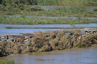 茶畑まであった水も引き、橋桁に流木や蘆などがおびただしく打ち上げられていました。