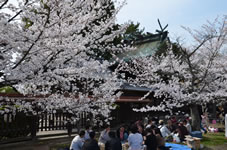 柳澤神社「本殿」横の花見客。