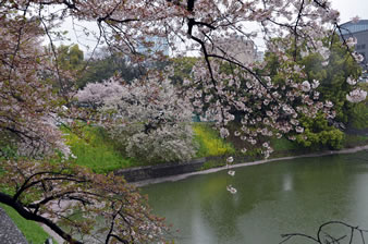 東京は雨降り、桜も散り始める。
