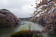 ソメイヨシノを中心に緑道周辺で約260本の桜がピンク色に染めます。
