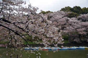 現在では都心で有数の花見名所となり、ボートや緑道から、水面まで枝を伸ばす桜を眺めることができます。