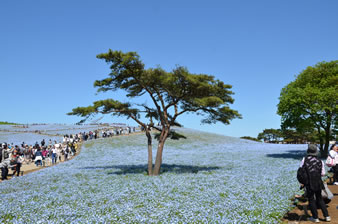 ネモフィラのお花畑、一面青く染まる風景が広がる。