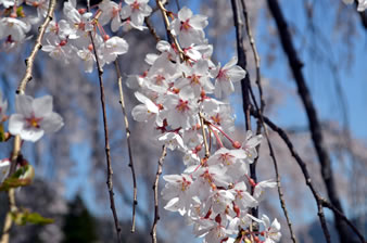 妙祐寺の枝垂れ桜