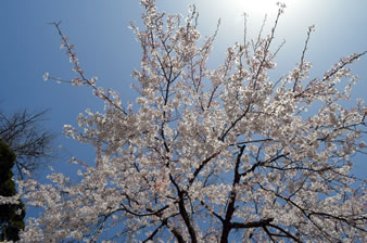 妙祐寺の枝垂れ桜
