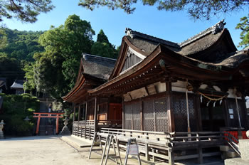 �{�a�͐����`�̖����ȕ��ʂŁA��������̔q�a�Č��̍ہA�{�a�ɐڑ����������߂Ɍ��݂̂悤�ȕ��G�ȉ����`���ɂȂ��Ă��܂��B